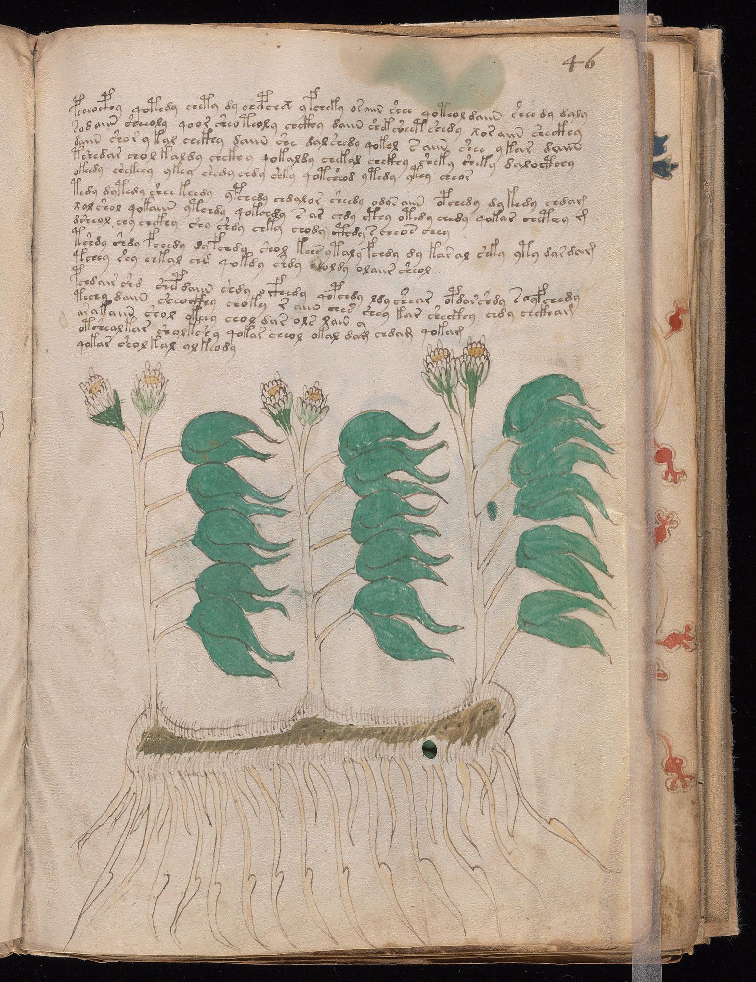Voynich Manuscript folio f46r — Beinecke MS 408